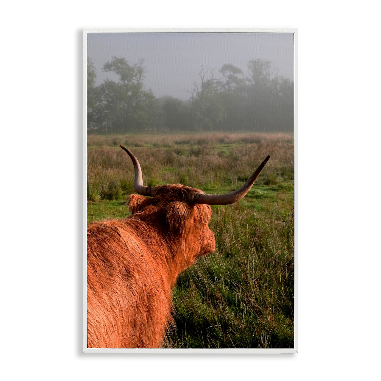 Stupell Industries Highland Cow Gazing Out Framed Giclee, design by Jenny Rainbow Fine Art